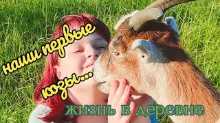 Наши первые козы / Покупка коз:)