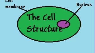 Know It All Biology The Cell Structure