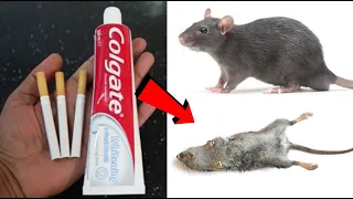 COLGATE + CIGARETTE MAGIC | How To Kill RATS Within 20 minutes || Home Remedy | Mr. Maker