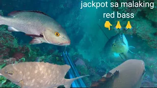 jackpot sa malaking red bass ngayon lang ulit nag pahuli