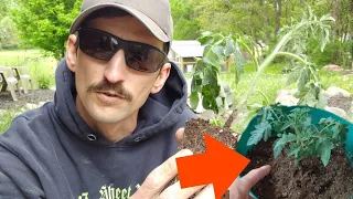 How to Save Overwatered Tomato Plants FAST- Follow These Steps!