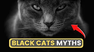 BLACK CATS: History, Myths, Superstitions