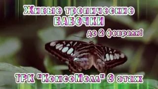 Живые бабочки в Екатеринбурге!
