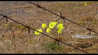 РЫБАК. Зона на краю света. Таймыр.