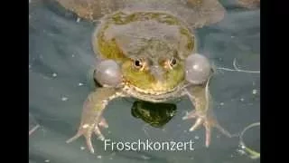 Froschkonzert