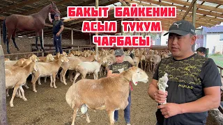 Бакыт байкенин асыл тукум чарбасы +996 557 708162