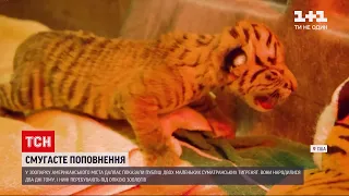 Американський звіринець показав новонароджених тигренят | Новини світу