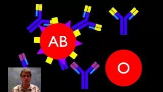 Blood Types