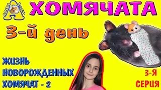 ХОМЯЧАТА / 3й-ДЕНЬ ЖИЗНИ ХОМЯЧАТ / Наши Хомячки | Our Hamsters / АЛИСА ИЗИ