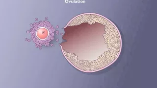 Follicle development