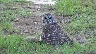 Barred Owl Eats My Squirrel