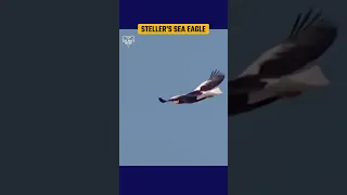 ईगल इतने खतरनाक क्यों होते है _ Most Dangerous Eagle Attacks Caught on Camera #facts #shorts #eagles