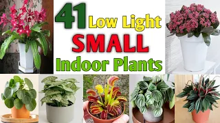 41 Low Light Indoor Small Houseplants | Indoor Mini Plants | Tiny Plants | Plant and Planting