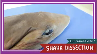 Dogfish Shark Dissection || Sink or Swim [EDU]