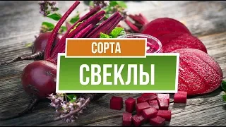 Какую свеклу посадить ✔️ Лучшие сорта свеклы ✔️