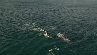 Three whales with lots of fin slapping