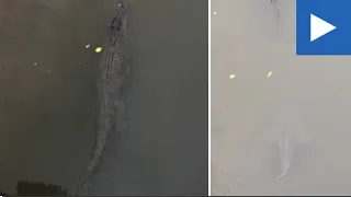Bizarre moment grouper tailing a crocodile down a murky creek