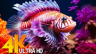 THE DEEP OCEAN 4K VIDEO [60FPS] - Discover The Beauty Of Coral Reef Fish - Relaxing Sounds