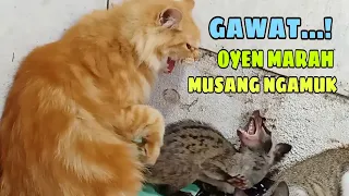 Kucing Oyen marah Musang ngamuk