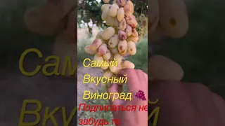 Самый вкусный виноград 🍇 Не забудь те подписаться ✍️ спасибо