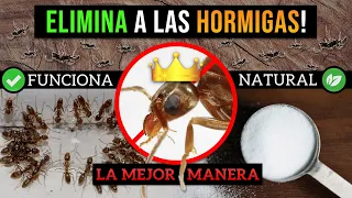 Cómo ELIMINAR a las HORMIGAS! • LA MEJOR MANERA | 100% FUNCIONA Y ORGÁNICO