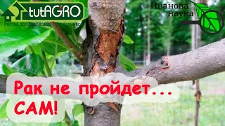 ПОБЕДИТЬ РАК ПЛОДОВЫХ ДЕРЕВЬЕВ - самое для этого время! Простой способ - применяйте с весны до зимы!