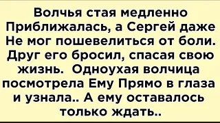 Они смотрели друг другу прямо в глаза…🥶Одноухая волчица..