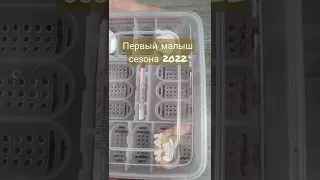 Первый малыш сезона 2022😍☺️💕Малыш эублефара😉