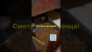 Смотреть до конца!👀  #приютгвардия #приютдлясобак #приютдляживотных