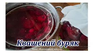 Квашений буряк. Рецепт, перевірений часом