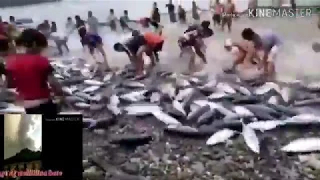 100's OF ISDANG TULINGAN DUMAGSA SA ROMBLON, #TULINGAN BABALA O HIMALA, | theWoodys tube