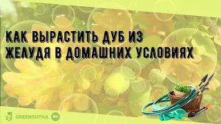 Как вырастить дуб из желудя в домашних условиях