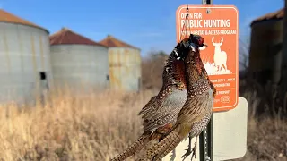 German Shorthaired Pointer PHEASANT HUNTING PUBLIC LAND