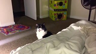 This is how my cat wakes me up every morning