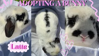 GETTING A BUNNY VLOG! preparing for and bringing home my new rabbit 2023! meet Latte 💕🐇