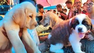 Galiff Street Pet Market Kolkata | Dog Puppy Price Update | Dog | dog market in kolkata | Kolkata