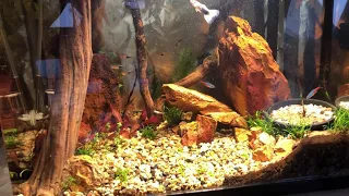 "The Lion King"  gravel only fish tank