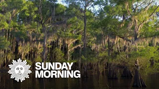 Nature: Caddo Lake