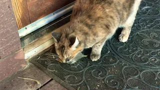 Killer Cat vs Gopher