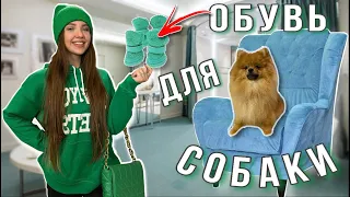 Ищем ОБУВЬ для ПАТРИКА👟🐶 Покупаем ВКУСНЯШКИ и делаем РОДОСЛОВНУЮ