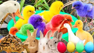 Catch Cute Chickens, Colorful Chickens, Rabbits, Cat, Goose, Duck, Cats, Betta Fish, Animal Cute #41