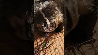 Angry Arizona Badger!