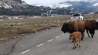 A Baby Bison Walks in the Road in Yellowstone National Park