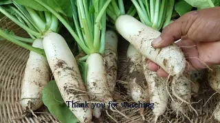 Learn to grow white radish in waste plastic boxes at home