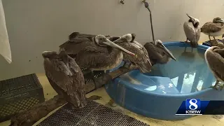 Starving pelicans rescued on the Central Coast