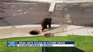 Bear crawls out of a manhole in Colorado Springs