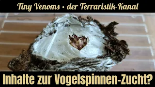 Warum es bisher wenig bis keine Inhalte zur Vogelspinnen-Zucht gibt. Bis jetzt! | #TeamTinyVenoms