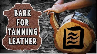 OLD SCHOOL LEATHER TANNING:  Gathering the Key Ingredient