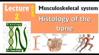 Endochondral ossification-Histology-Bone-Musculoskeletal Module