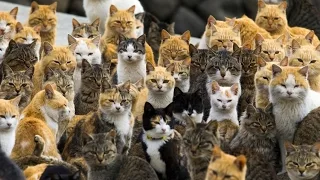 Japan's Cat Island Aoshima - Остров кошек Аосима (Тасиро) Япония